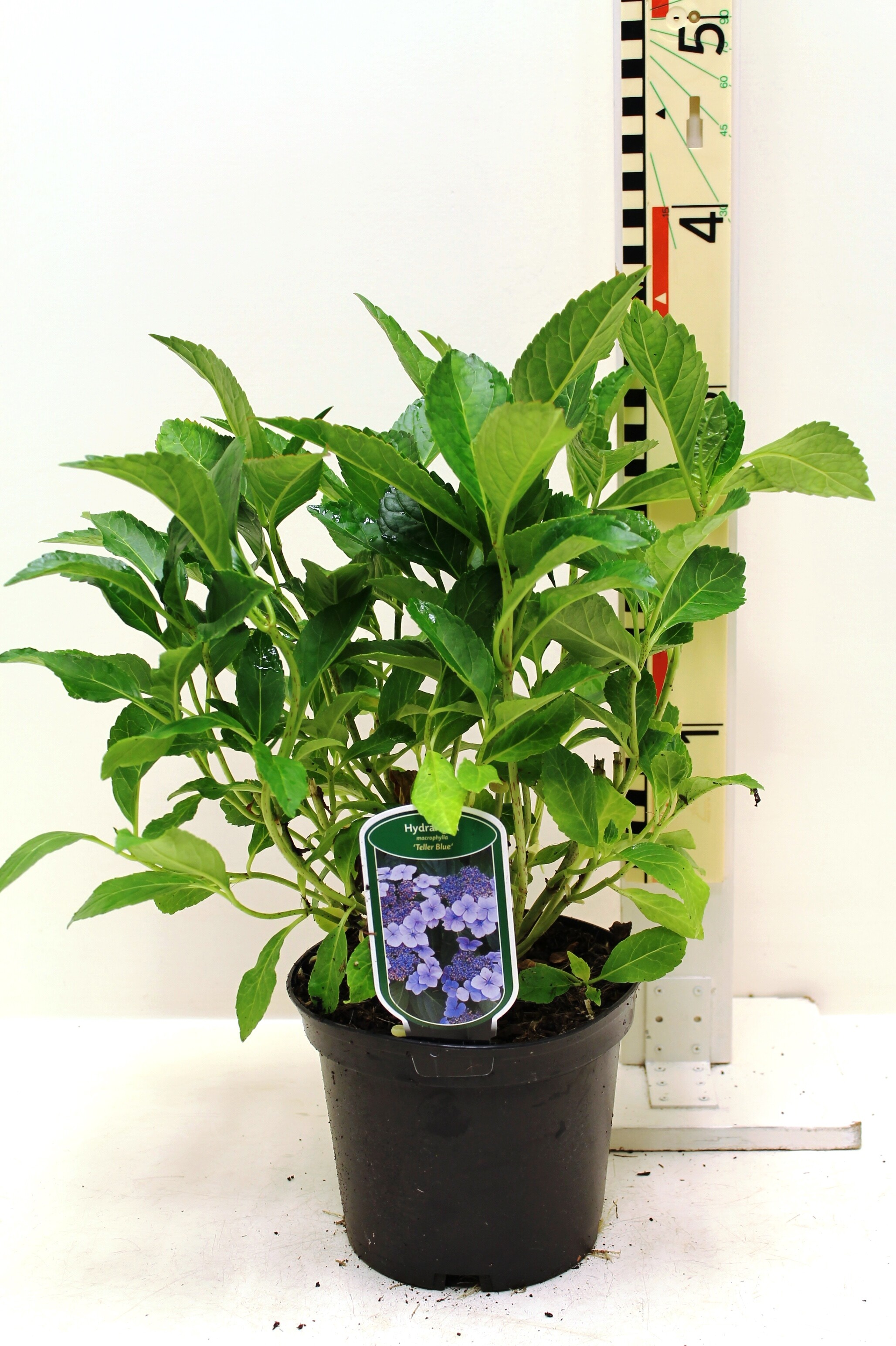 Hydrangea macrophylla 'Teller Blue' c3